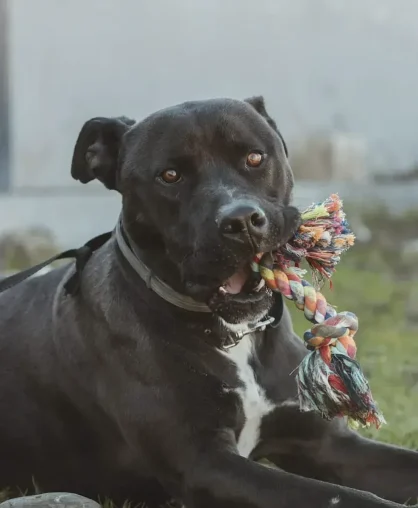 Tyson