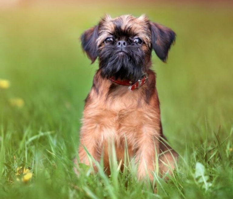 Affenpinscher