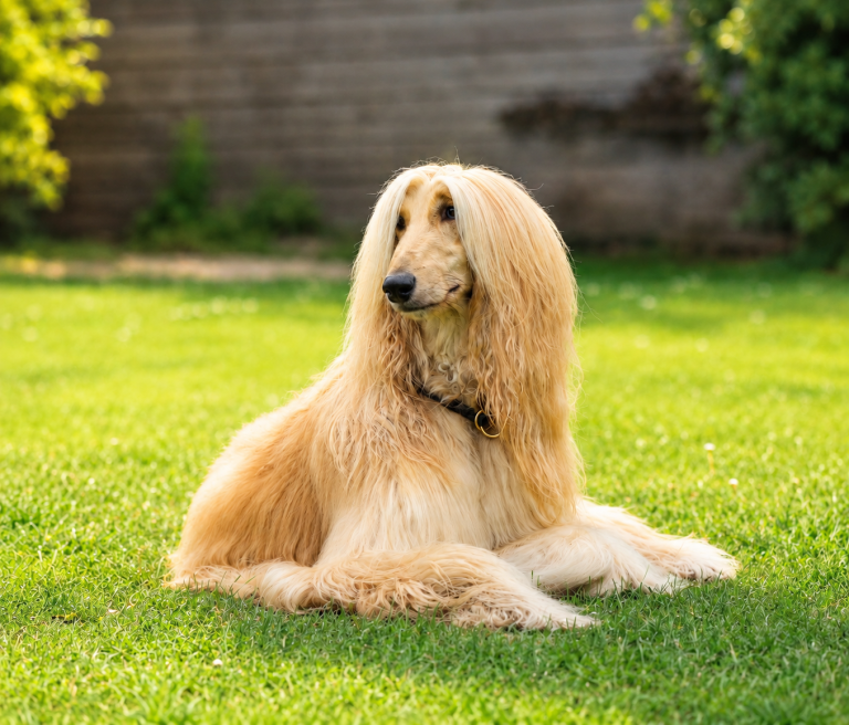 Afghan Hound