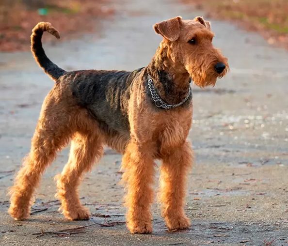 Airedale Terrier