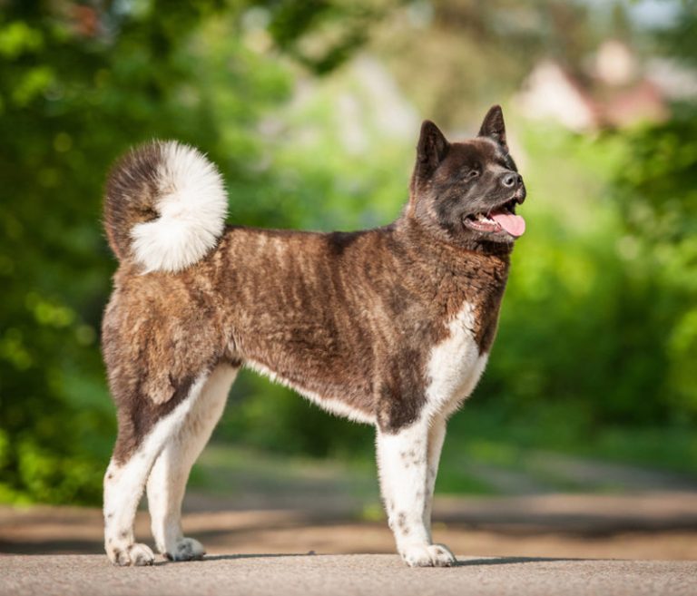 Akita Americano