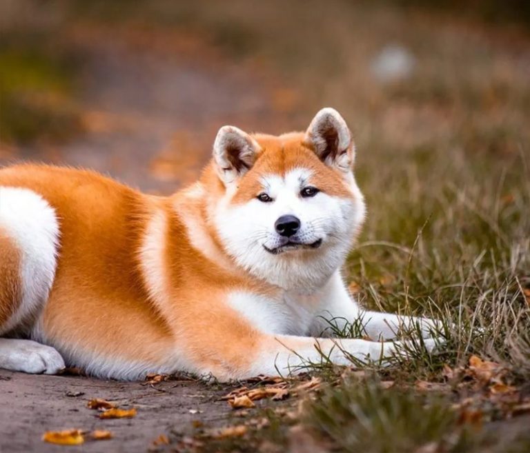 Akita Inu