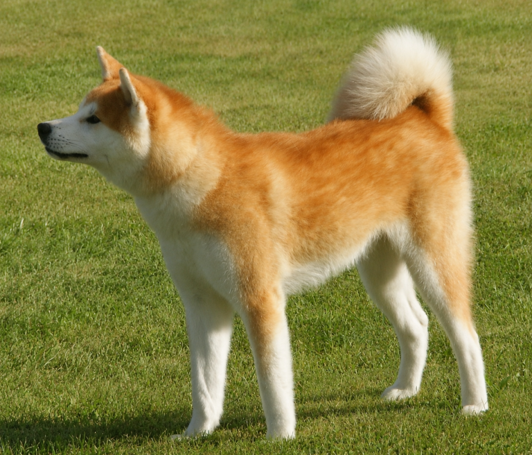 Akita Japonés