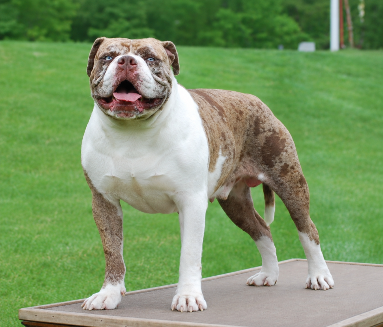 Alapaha Blue Blood Bulldog
