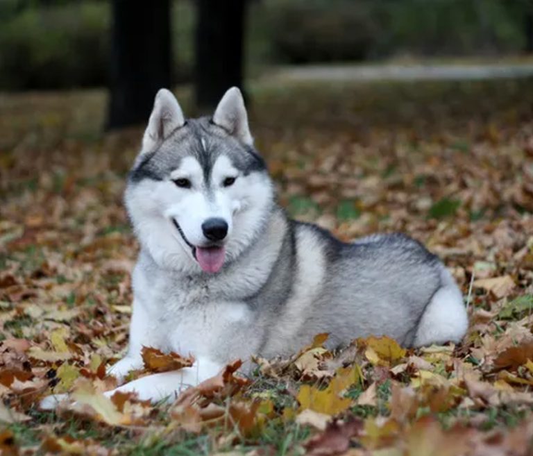 Alaskan Husky
