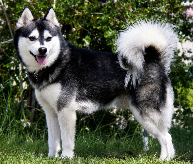 Alaskan Klee Kai