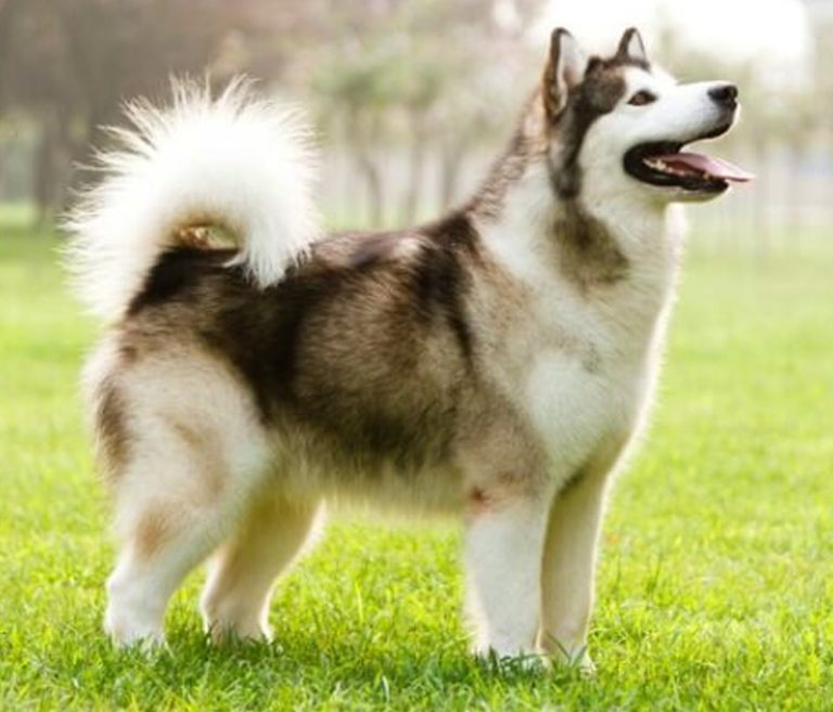Alaskan Malamute