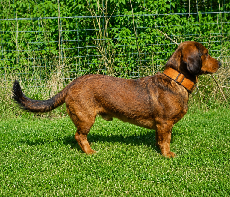 Alpenländische Dachsbracke