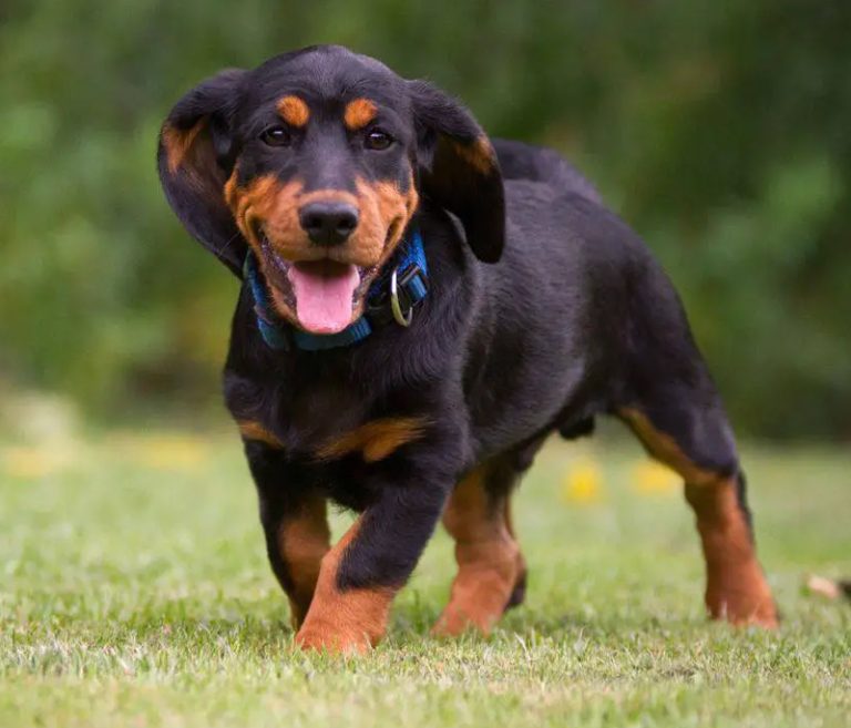 Alpine Dachsbracke