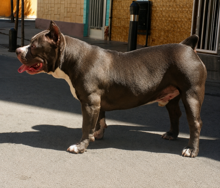 American Bully