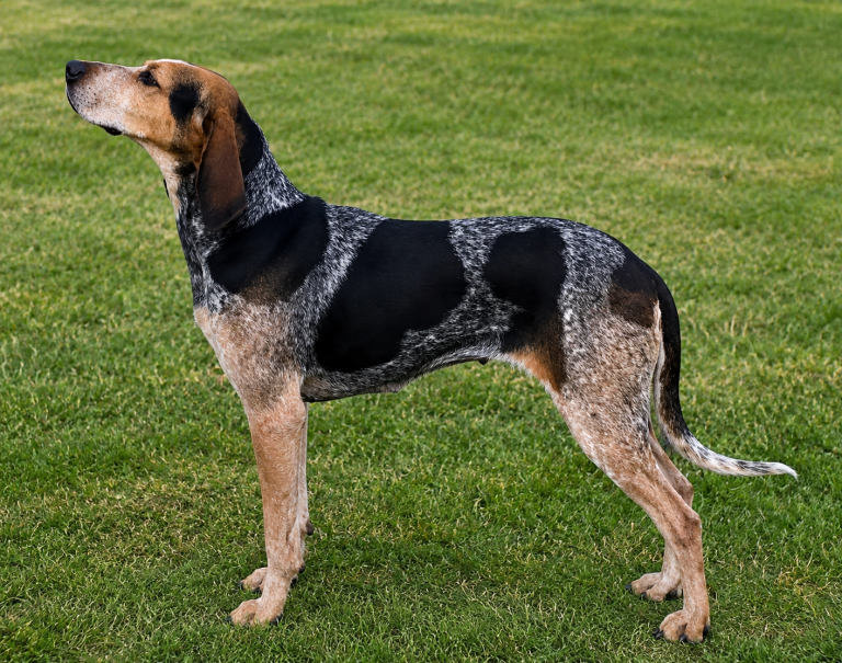American English Coonhound