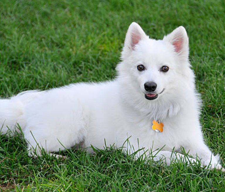 American Eskimo