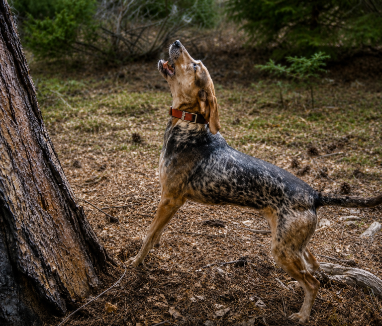 American Leopard Hound