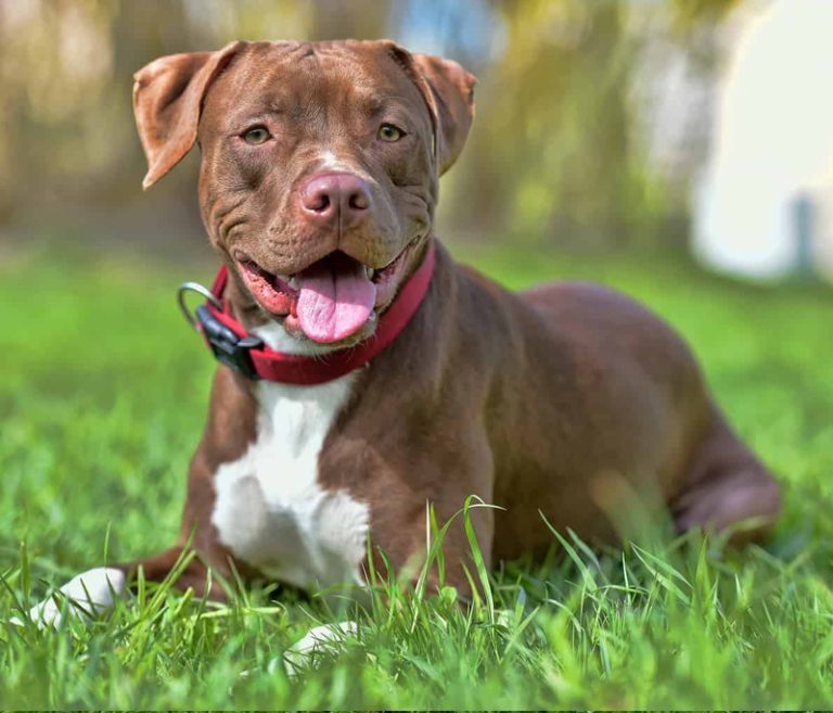 American Pitbull Terrier