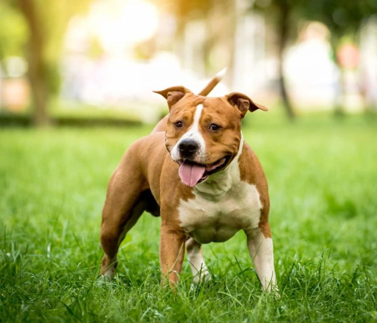 American Staffordshire Terrier