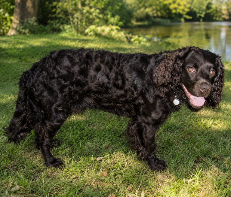 American Water Spaniel